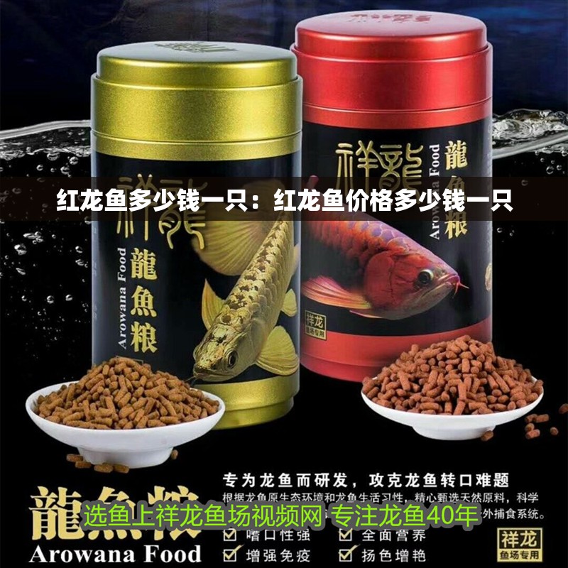 紅龍魚多少錢一只：紅龍魚價格多少錢一只