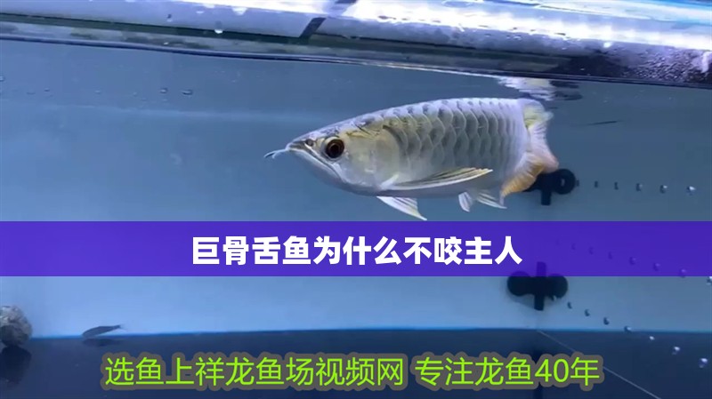 巨骨舌魚為什么不咬主人