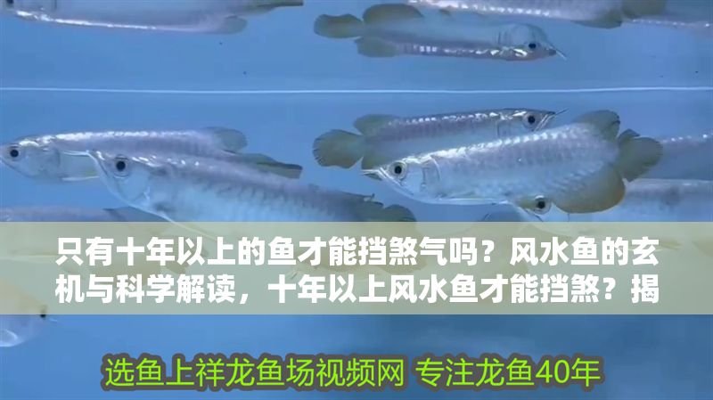只有十年以上的魚才能擋煞氣嗎？風(fēng)水魚的玄機(jī)與科學(xué)解讀，十年以上風(fēng)水魚才能擋煞？揭秘魚齡與煞氣的科學(xué)真相 只有十年以上的魚才能擋煞氣嗎？風(fēng)水魚的玄機(jī)與科學(xué)解讀，十年以上風(fēng)水魚才能擋煞？揭秘魚齡與煞氣的科學(xué)真相 龍魚百科 第1張