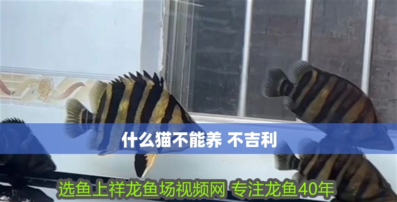 什么貓不能養 不吉利