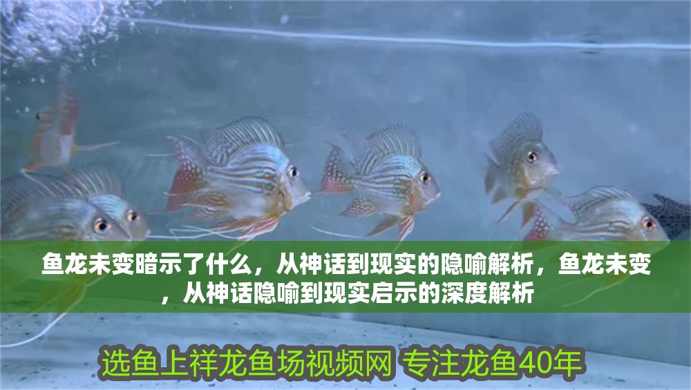 魚龍未變暗示了什么，從神話到現(xiàn)實(shí)的隱喻解析，魚龍未變，從神話隱喻到現(xiàn)實(shí)啟示的深度解析