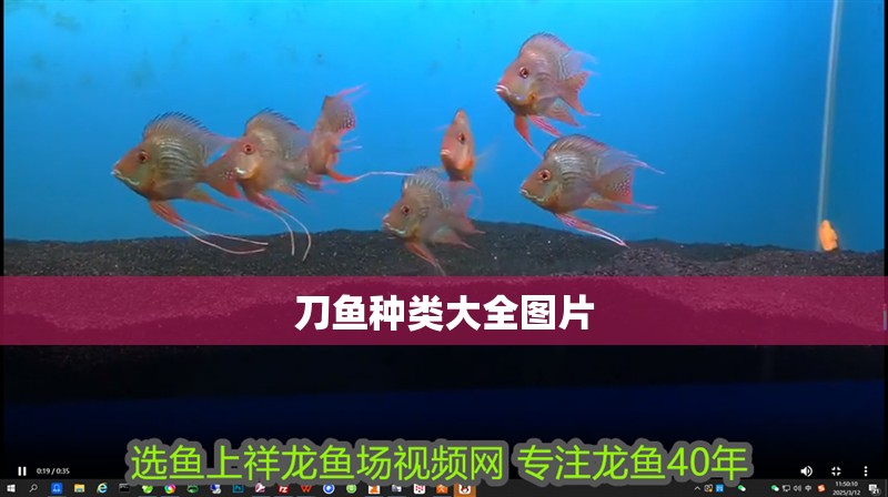 刀魚種類大全圖片