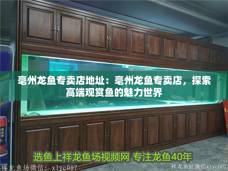 毫州龍魚專賣店地址：毫州龍魚專賣店，探索高端觀賞魚的魅力世界