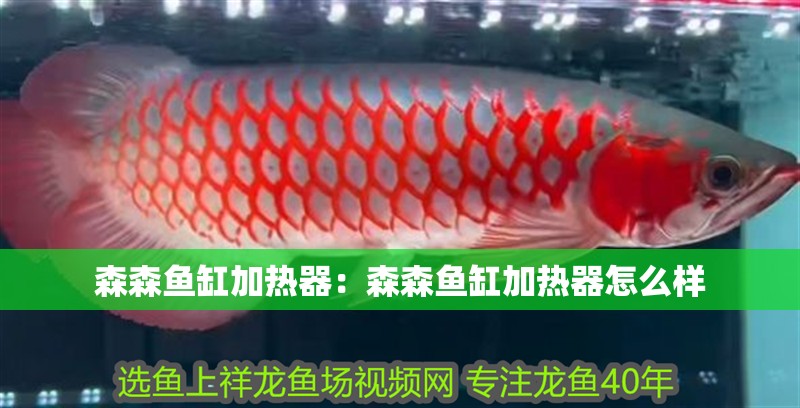 森森魚缸加熱器：森森魚缸加熱器怎么樣