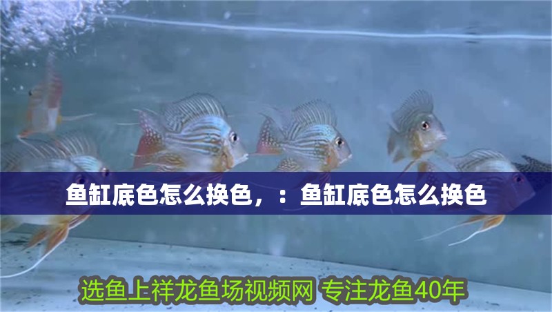 魚缸底色怎么換色，：魚缸底色怎么換色 魚缸底色怎么換色，：魚缸底色怎么換色 魚缸百科