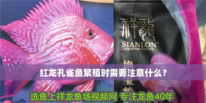紅龍孔雀魚繁殖時需要注意什么？