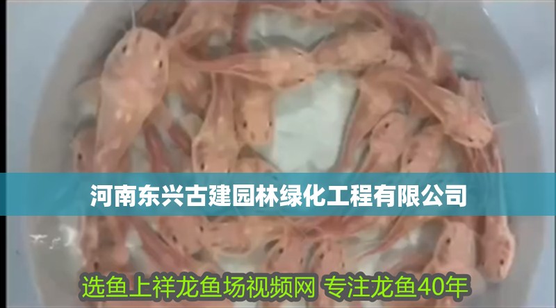 河南東興古建園林綠化工程有限公司
