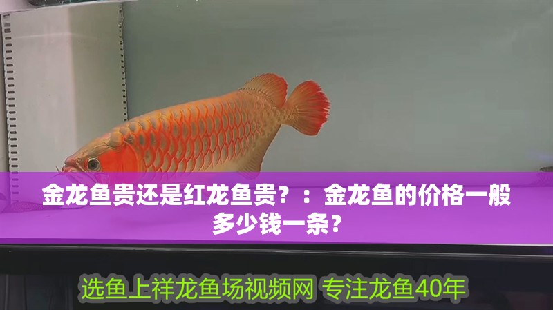 金龍魚貴還是紅龍魚貴？：金龍魚的價格一般多少錢一條？