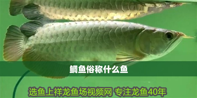 鯛魚俗稱什么魚
