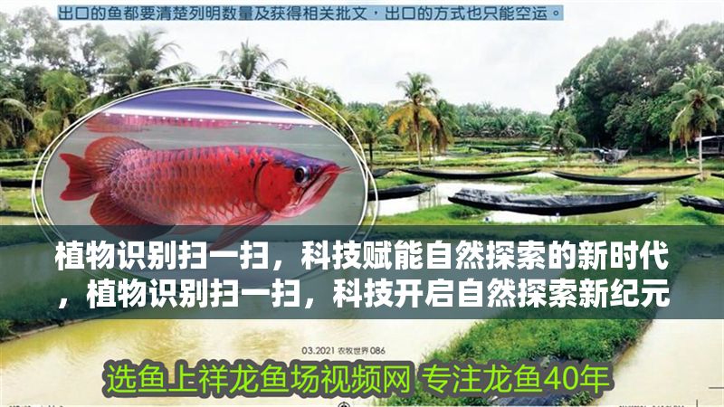 植物識別掃一掃，科技賦能自然探索的新時代，植物識別掃一掃，科技開啟自然探索新紀元
