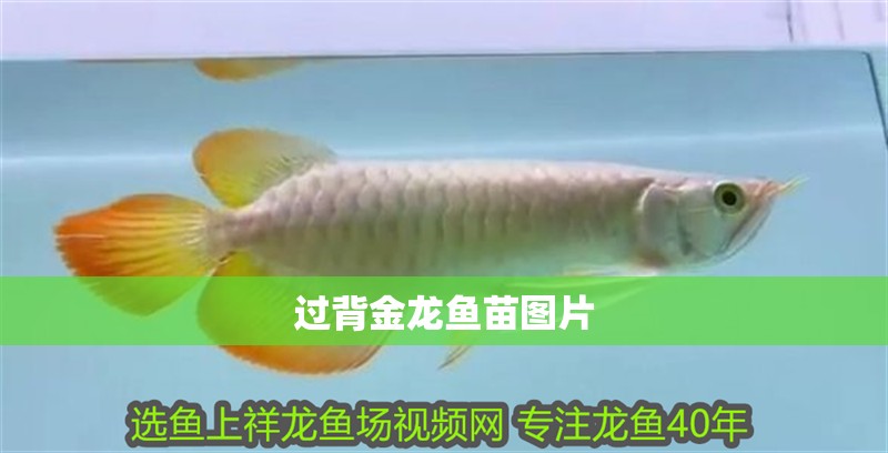 過背金龍魚苗圖片