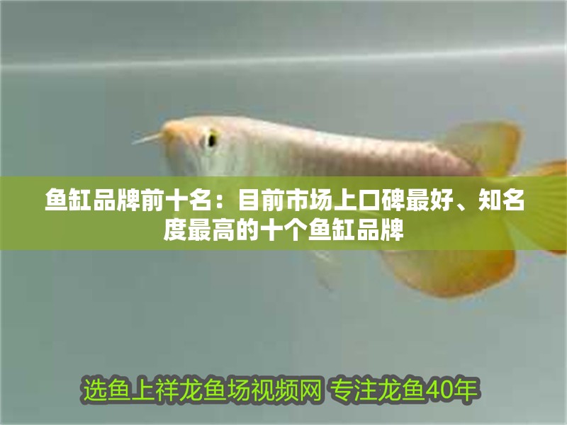魚缸品牌前十名：目前市場上口碑最好、知名度最高的十個魚缸品牌
