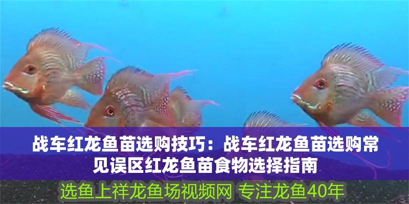 戰車紅龍魚苗選購技巧：戰車紅龍魚苗選購常見誤區紅龍魚苗食物選擇指南