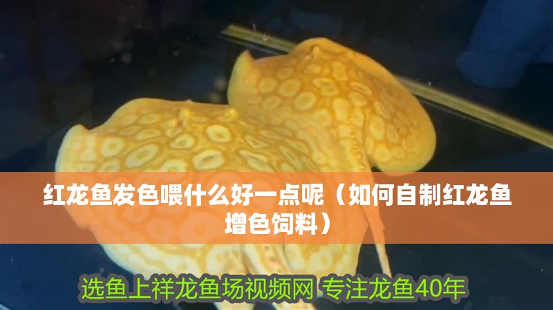 紅龍魚發(fā)色喂什么好一點呢（如何自制紅龍魚增色飼料）