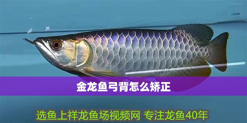 金龍魚弓背怎么矯正