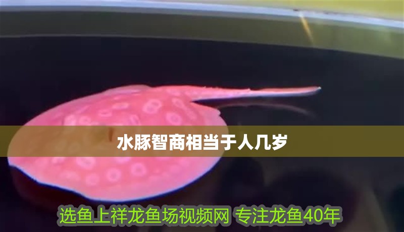 水豚智商相當(dāng)于人幾歲