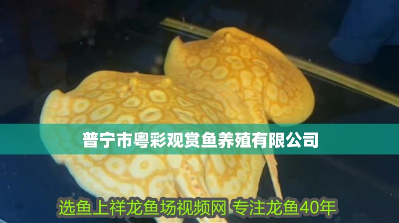 普寧市粵彩觀賞魚養(yǎng)殖有限公司