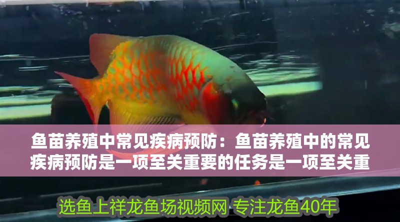 魚苗養殖中常見疾病預防：魚苗養殖中的常見疾病預防是一項至關重要的任務是一項至關重要的任務