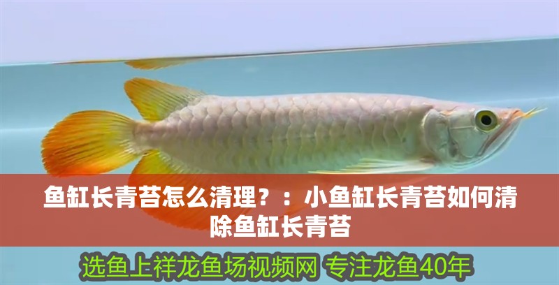 魚缸長青苔怎么清理？：小魚缸長青苔如何清除魚缸長青苔