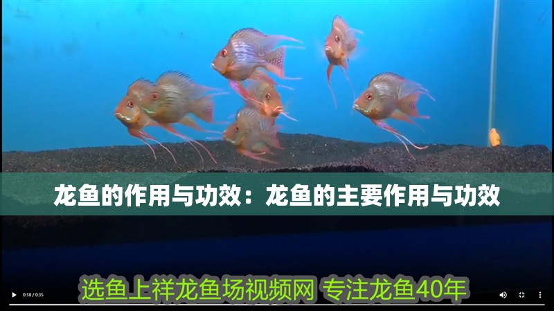 龍魚的作用與功效：龍魚的主要作用與功效