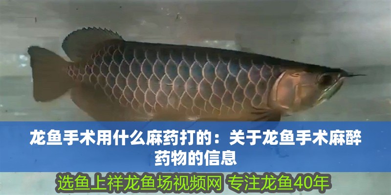 龍魚手術用什么麻藥打的：關于龍魚手術麻醉藥物的信息