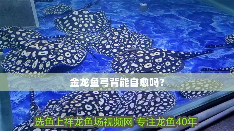 金龍魚弓背能自愈嗎？