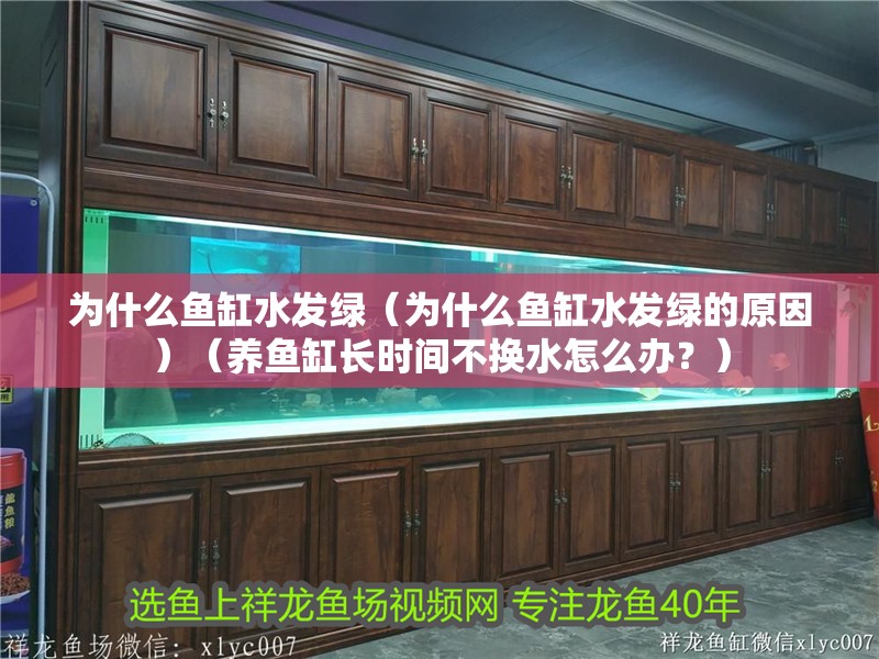 為什么魚缸水發(fā)綠（為什么魚缸水發(fā)綠的原因）（養(yǎng)魚缸長時間不換水怎么辦？）