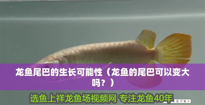 龍魚尾巴的生長可能性（龍魚的尾巴可以變大嗎？）