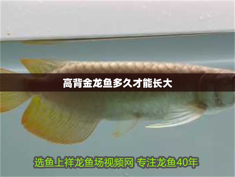 高背金龍魚多久才能長大