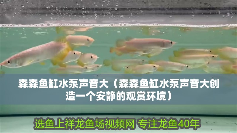 森森魚缸水泵聲音大（森森魚缸水泵聲音大創造一個安靜的觀賞環境）