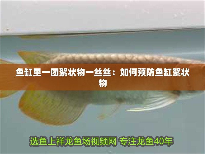 魚缸里一團絮狀物一絲絲：如何預防魚缸絮狀物