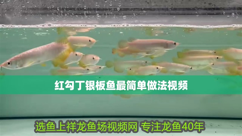 紅勾丁銀板魚最簡單做法視頻