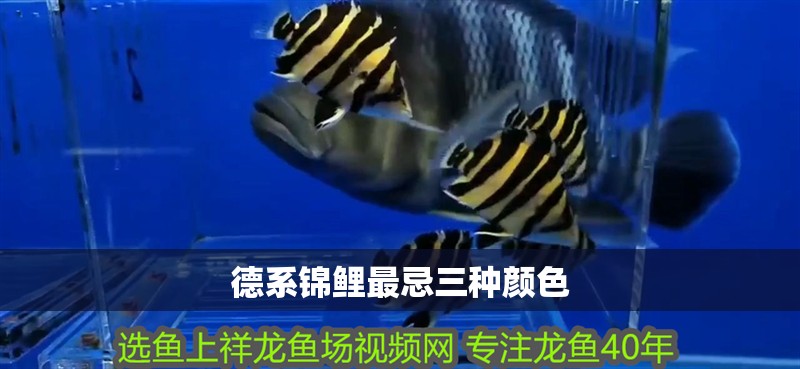 德系錦鯉最忌三種顏色
