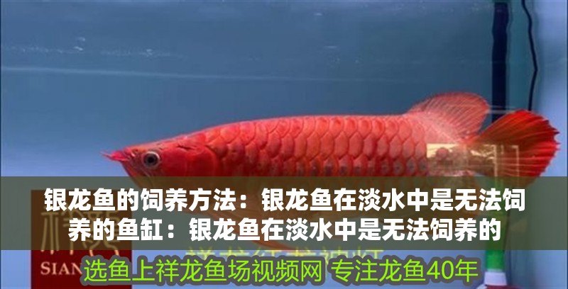 銀龍魚的飼養方法：銀龍魚在淡水中是無法飼養的魚缸：銀龍魚在淡水中是無法飼養的