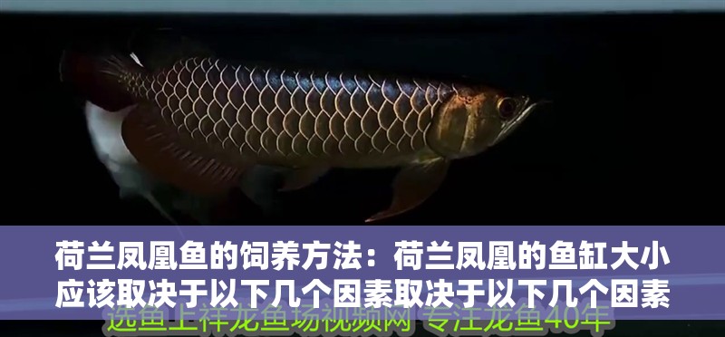 荷蘭鳳凰魚的飼養方法：荷蘭鳳凰的魚缸大小應該取決于以下幾個因素取決于以下幾個因素