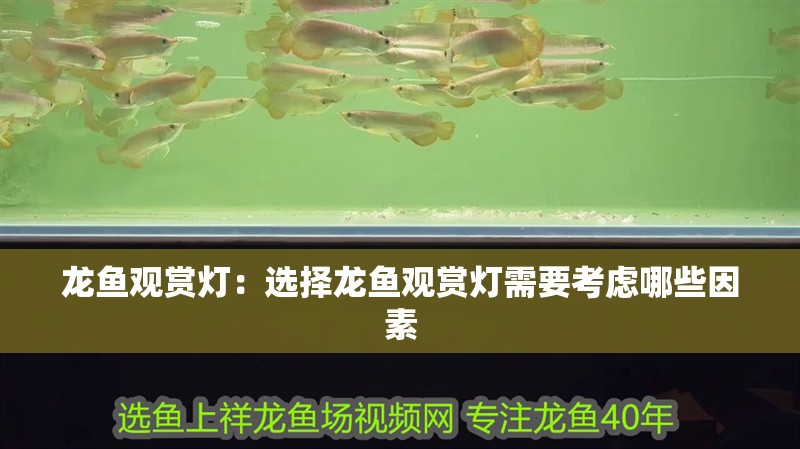 龍魚觀賞燈：選擇龍魚觀賞燈需要考慮哪些因素