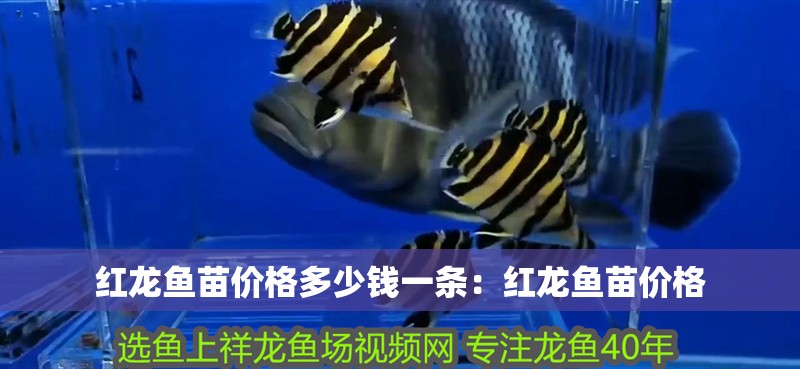 紅龍魚苗價格多少錢一條：紅龍魚苗價格