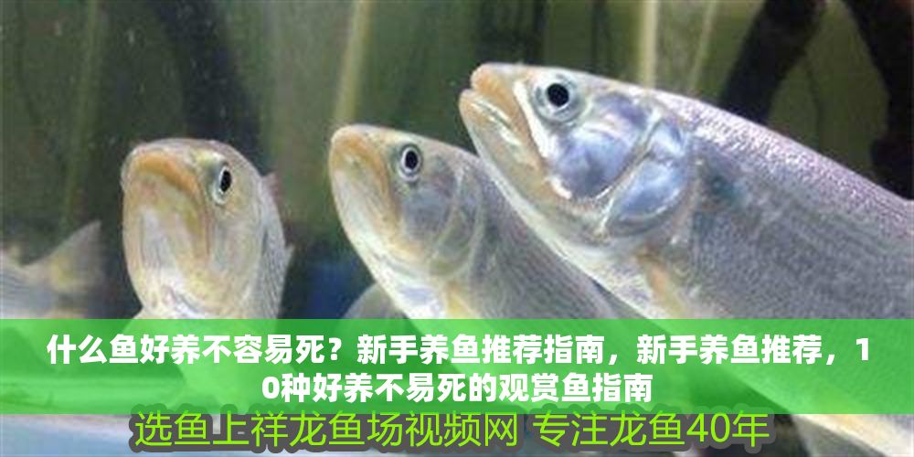 什么魚好養(yǎng)不容易死？新手養(yǎng)魚推薦指南，新手養(yǎng)魚推薦，10種好養(yǎng)不易死的觀賞魚指南 什么魚好養(yǎng)不容易死？新手養(yǎng)魚推薦指南，新手養(yǎng)魚推薦，10種好養(yǎng)不易死的觀賞魚指南 龍魚百科 第1張