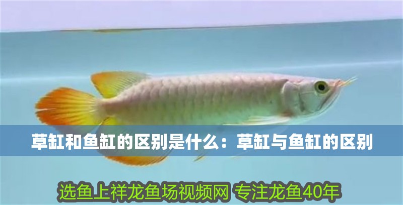 草缸和魚缸的區別是什么：草缸與魚缸的區別