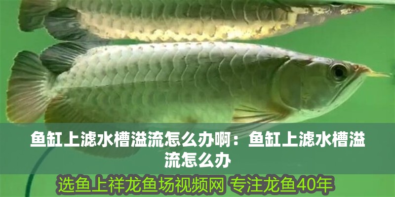我的虎魚真菌感染了要怎么處理 魚缸上濾水槽溢流怎么辦啊:魚缸上濾水槽溢流怎么辦 魚缸百科 魚缸上濾水槽溢流怎么辦啊:魚缸上濾水槽溢流怎么辦 魚缸上濾水槽溢流怎么辦啊:魚缸上濾水槽溢流怎么辦 魚缸百科