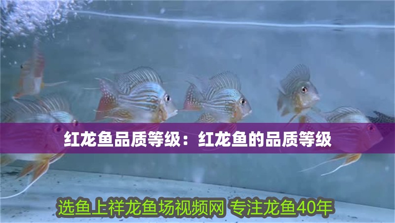 紅龍魚品質等級：紅龍魚的品質等級