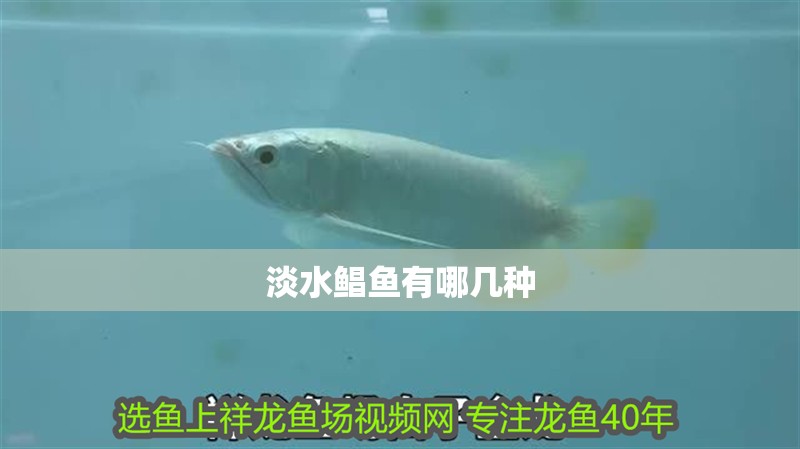 淡水鯧魚有哪幾種