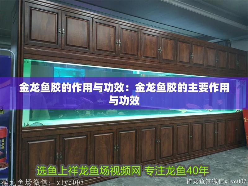 金龍魚膠的作用與功效：金龍魚膠的主要作用與功效