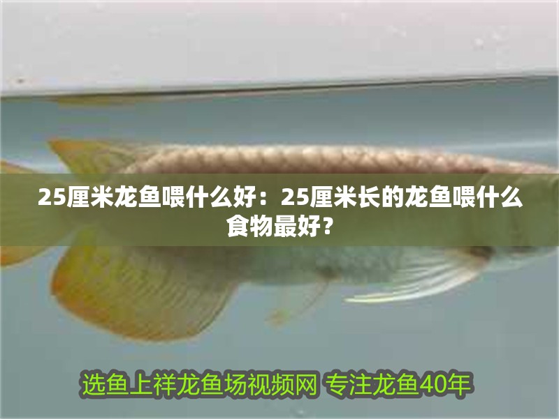25厘米龍魚喂什么好：25厘米長的龍魚喂什么食物最好？