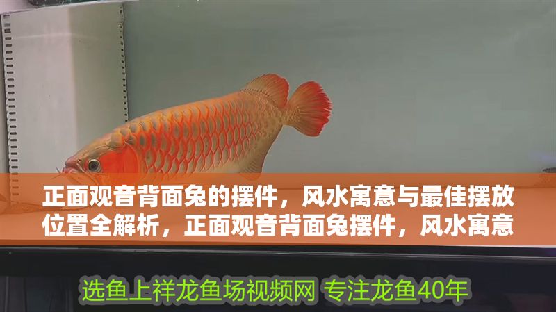 正面觀音背面兔的擺件，風水寓意與最佳擺放位置全解析，正面觀音背面兔擺件，風水寓意與最佳擺放位置詳解 正面觀音背面兔的擺件，風水寓意與最佳擺放位置全解析，正面觀音背面兔擺件，風水寓意與最佳擺放位置詳解 龍魚百科 第1張