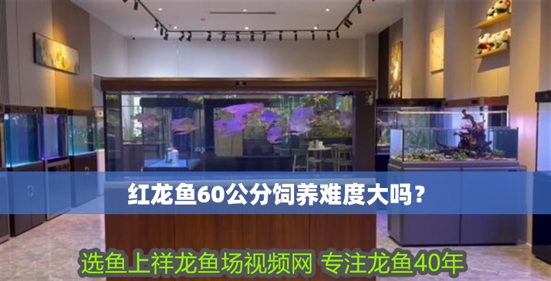 紅龍魚60公分飼養難度大嗎？