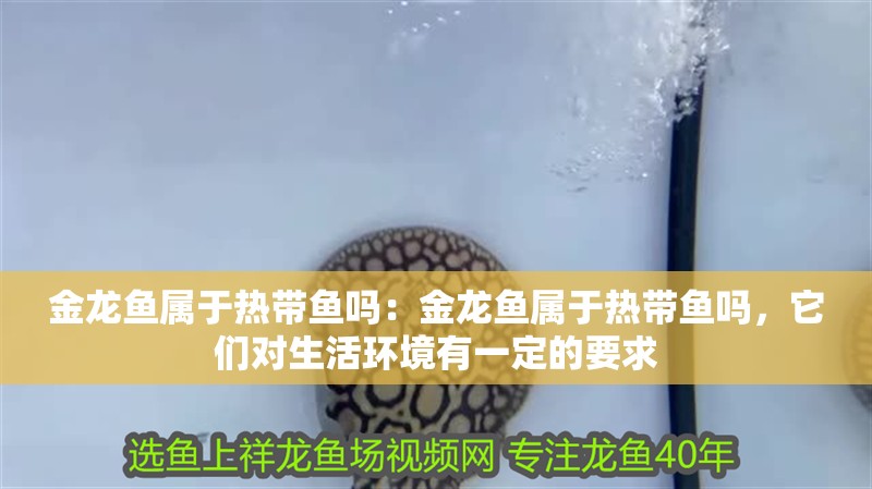 金龍魚屬于熱帶魚嗎：金龍魚屬于熱帶魚嗎，它們對生活環境有一定的要求