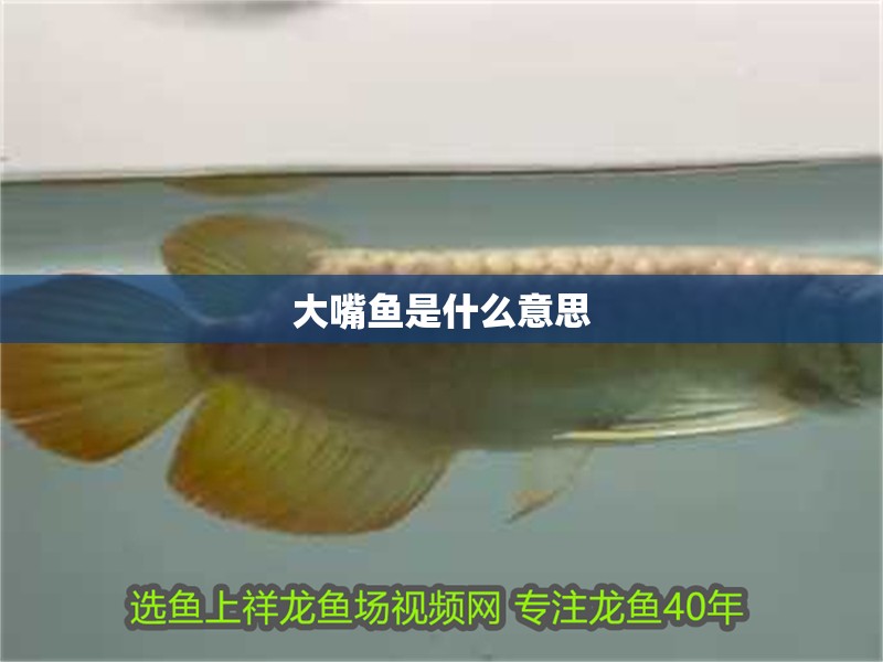龍魚干蝦有營養(yǎng)嗎 大嘴魚是什么意思 龍魚論壇 大嘴魚是什么意思 大嘴魚是什么意思 龍魚論壇