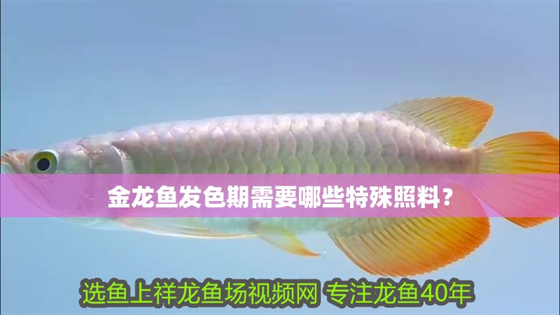 金龍魚發色期需要哪些特殊照料？