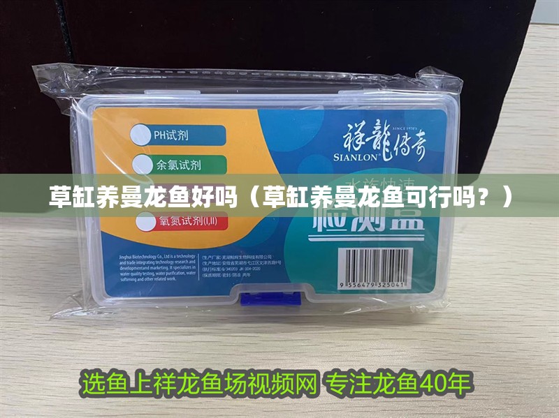 草缸養(yǎng)曼龍魚好嗎（草缸養(yǎng)曼龍魚可行嗎？）